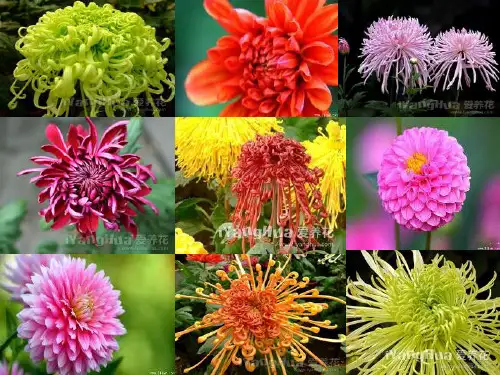 人教版高二生物选修一 3.1 菊花的组织培养 (共54张PPT)