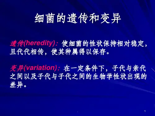 细菌的遗传和变异
