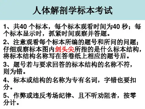 人体解剖学标本考试(答案版)2