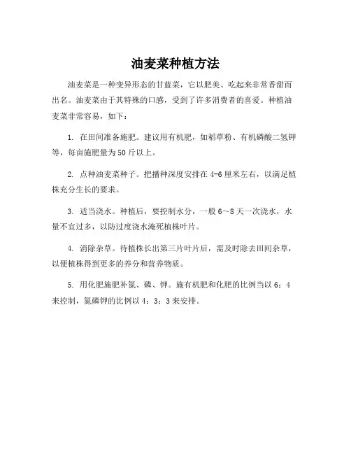 油麦菜种植方法