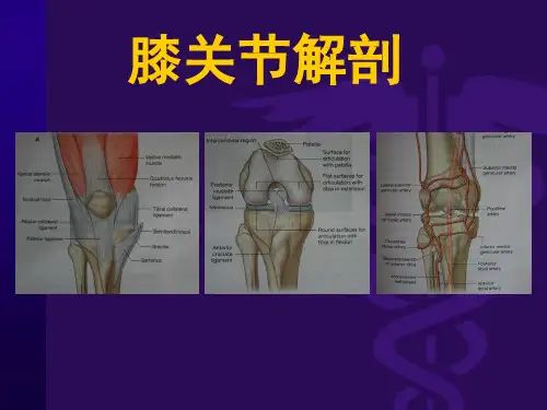 膝关节解剖详细图解