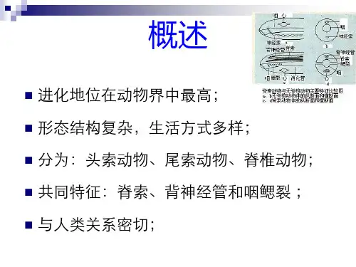 海洋两栖动物