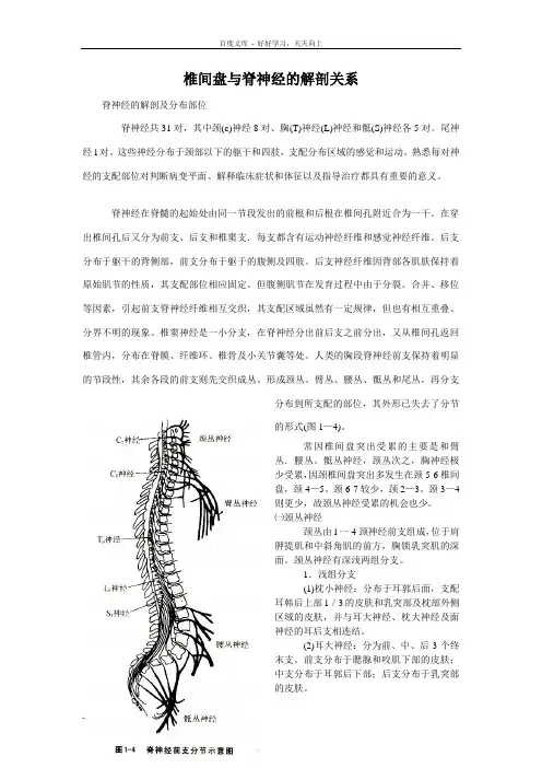 椎间盘与脊神经的解剖关系