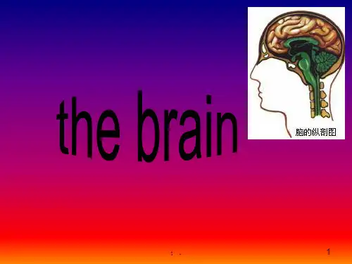 专业英语汇报ppt课件