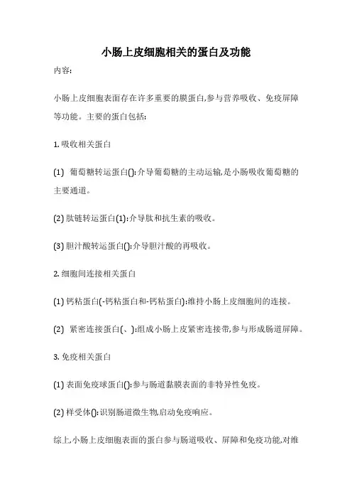 小肠上皮细胞相关的蛋白及功能