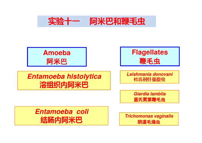 实验十一阿米巴和鞭毛虫
