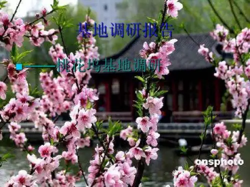 基地调研报告桃花坞