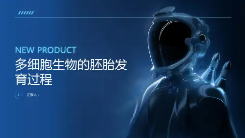 多细胞生物的胚胎发育过程