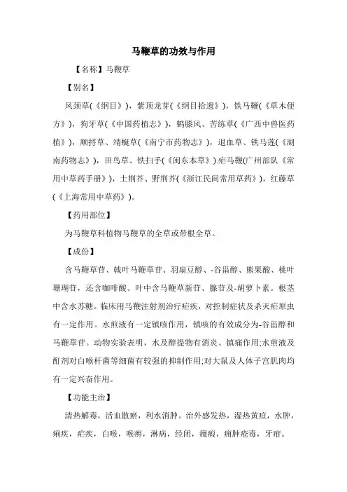 马鞭草的功效与作用_1