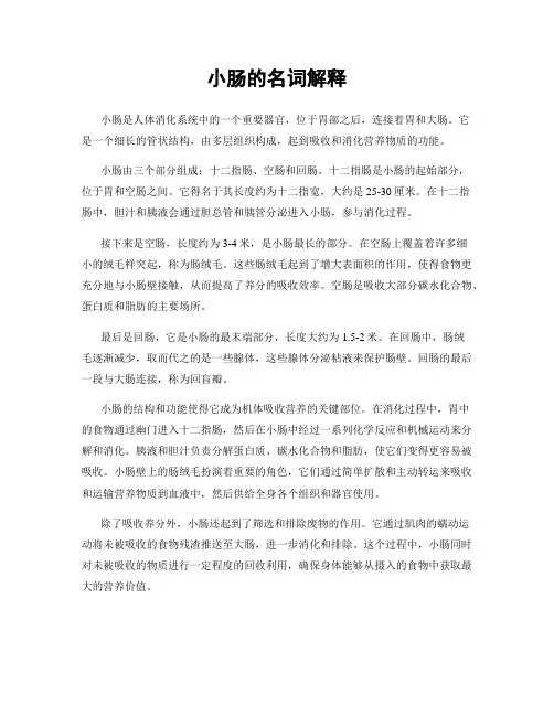 小肠的名词解释