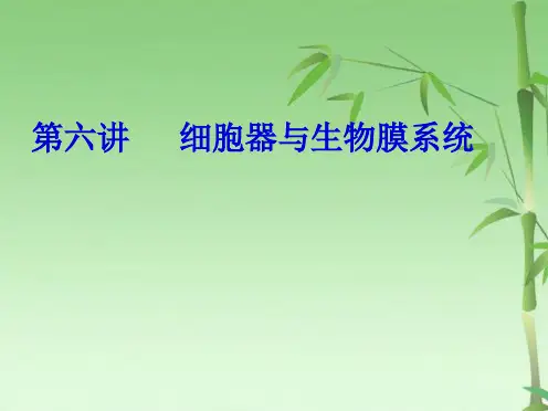 必修一第六讲细胞器与生物膜系统(共24张PPT)