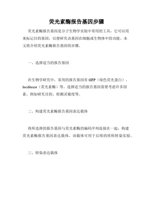 荧光素酶报告基因步骤