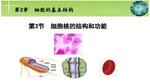细胞核的结构和功能课件-高一上学期生物人教版必修1