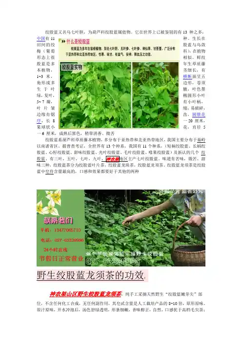 神农架野生绞股蓝茶