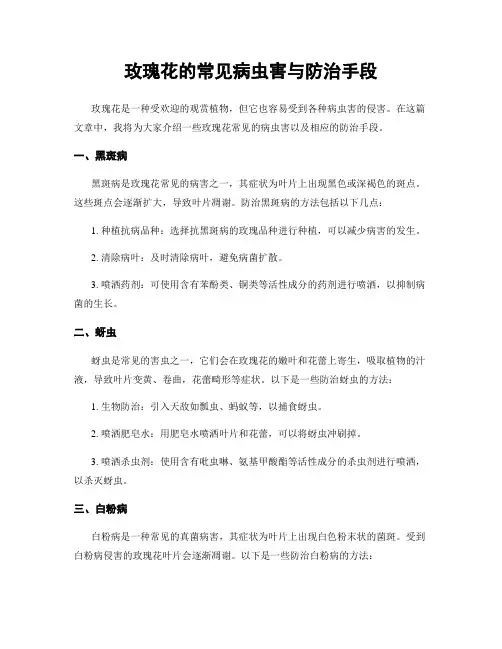 玫瑰花的常见病虫害与防治手段