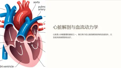 心脏解剖与血流动力学