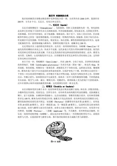 两栖纲的分类
