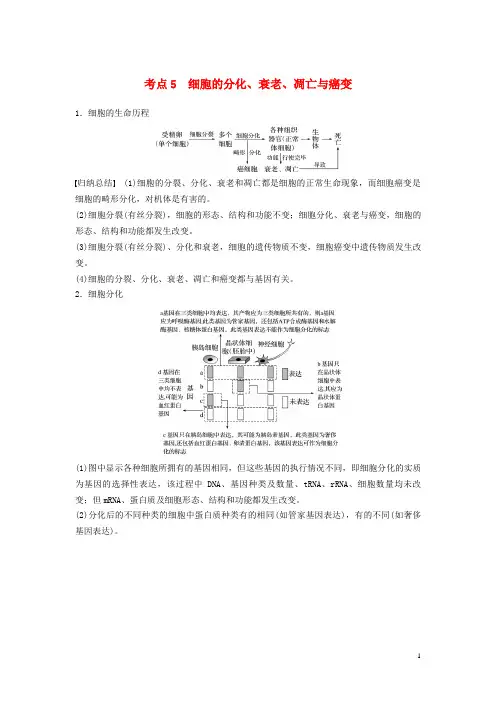 最新2019版高考生物二轮复习 专题一 基本结构和生命历程 考点5 细胞的分化、衰老、凋亡与癌变学案(复习必
