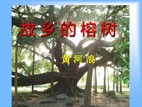 故乡的榕树课件