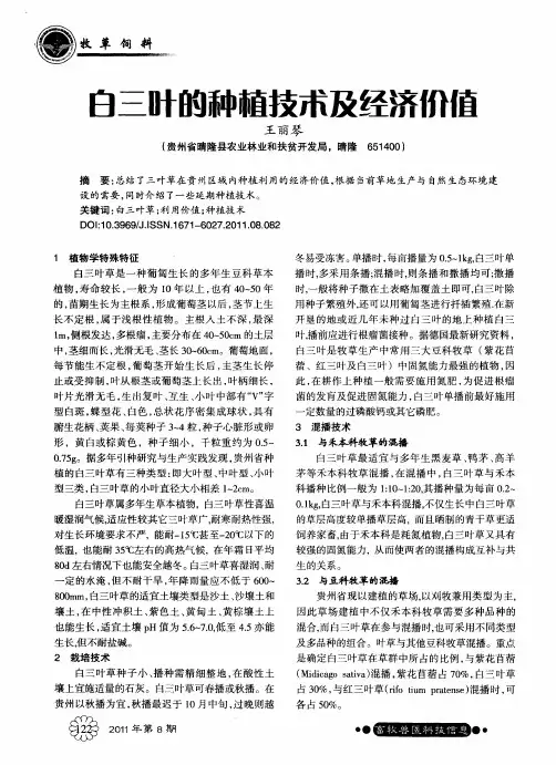 白三叶的种植技术及经济价值