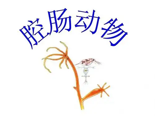 腔肠动物、扁形动物