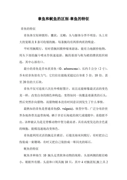 章鱼和鱿鱼的区别-章鱼的特征