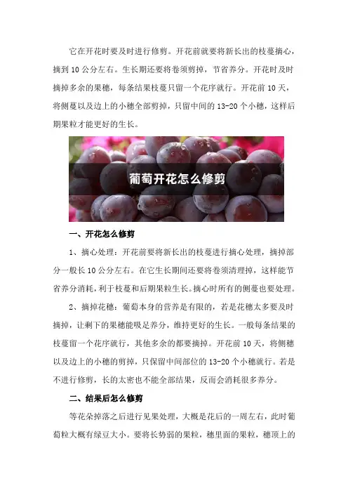葡萄开花怎么修剪,结果后怎么修剪