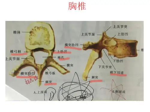 人解实验考试图片