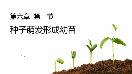 《种子萌发形成幼苗》PPT优秀课件