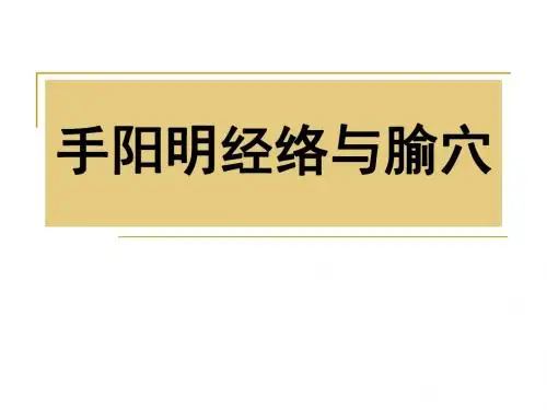 手阳明经络与腧穴课件