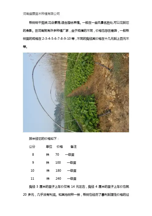 河南的楸树小苗价格