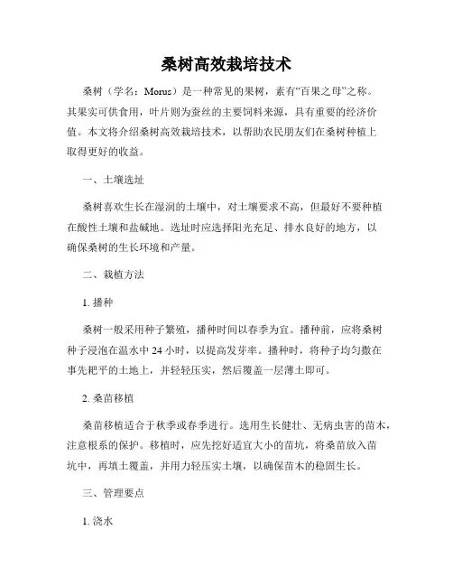 桑树高效栽培技术