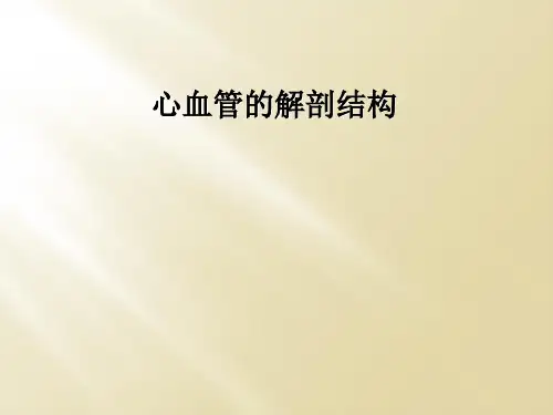 心血管的解剖结构