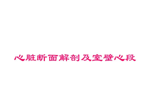 心脏断面解剖