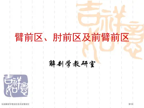 局部解剖学臂前肘前及前臂前区