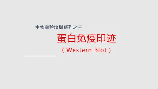 Westernblotting蛋白免疫印迹实验