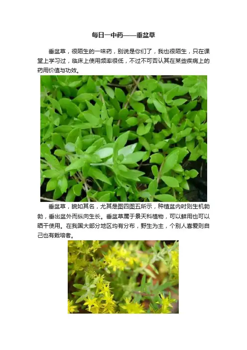 每日一中药——垂盆草