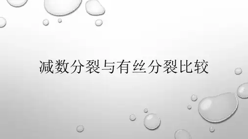 减数分裂与有丝分裂比较