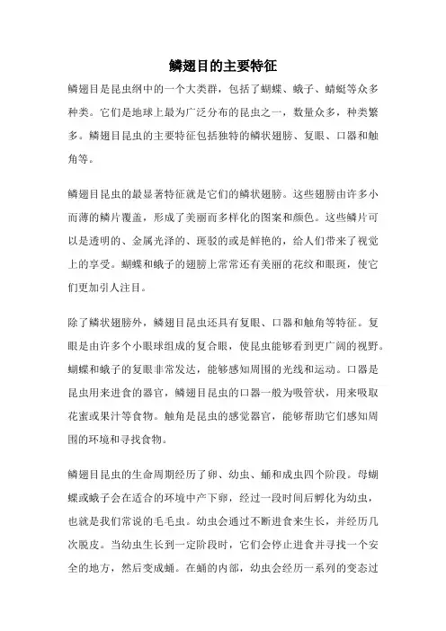 鳞翅目的主要特征