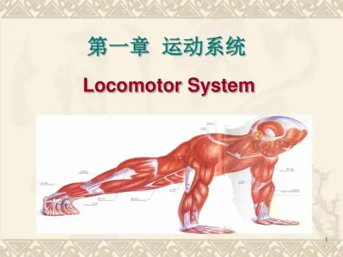 最新文档-《骨学》ppt课件-PPT精品文档