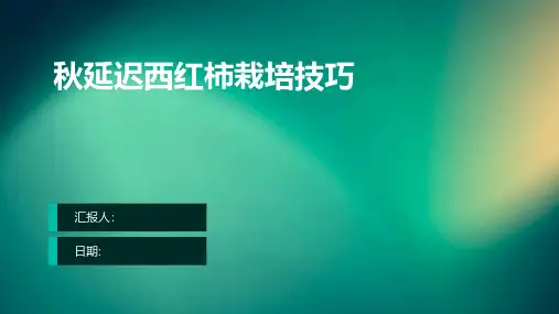 秋延迟西红柿栽培技巧