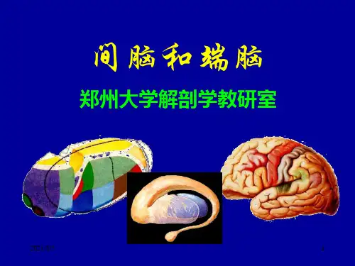 人体解剖学教学课件18间脑、端脑