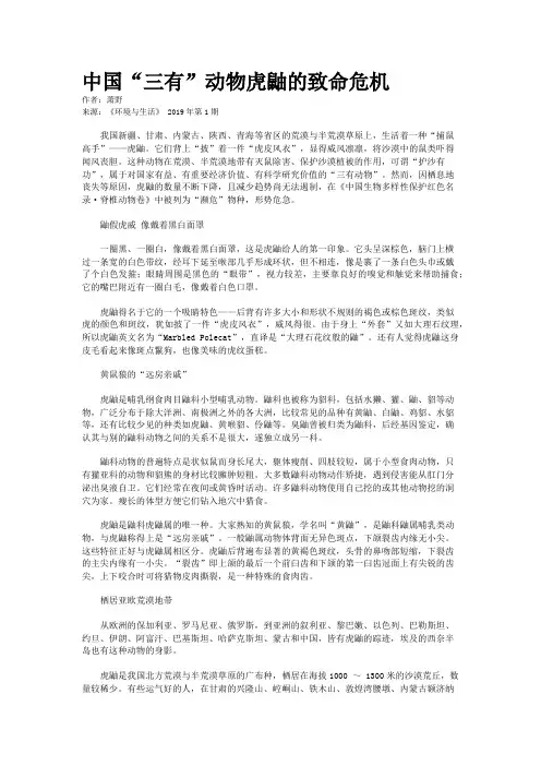 中国“三有”动物虎鼬的致命危机