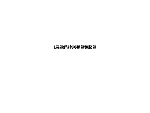 (局部解剖学)臀部和股部