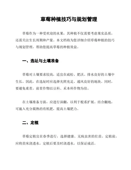 草莓种植技巧与规划管理