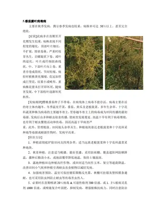 番茄蕨叶病毒病