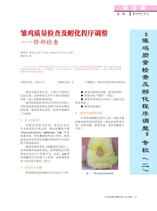 雏鸡质量检查及孵化程序调整——脐部检查