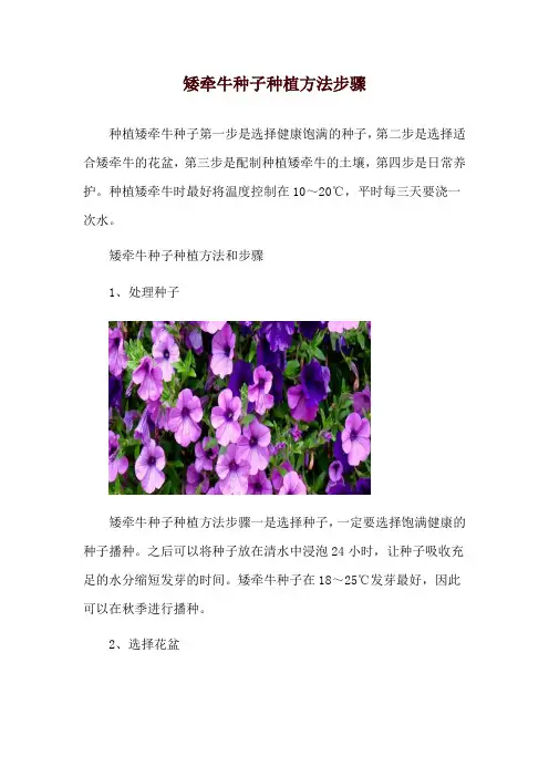 矮牵牛种子种植方法步骤