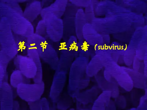 亚病毒