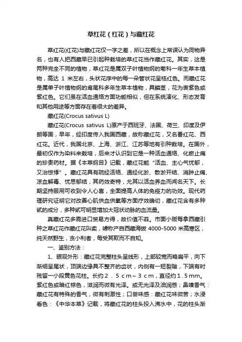 草红花（红花）与藏红花